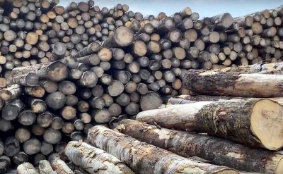 Таможенники из Воронежа обнаружили контрабанду древесины на сумму в 2 миллиона рублей