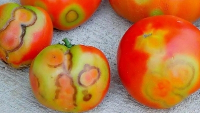 Опасные грузы: Зараженные вирусом томаты оказались угрозой для Алтайского края